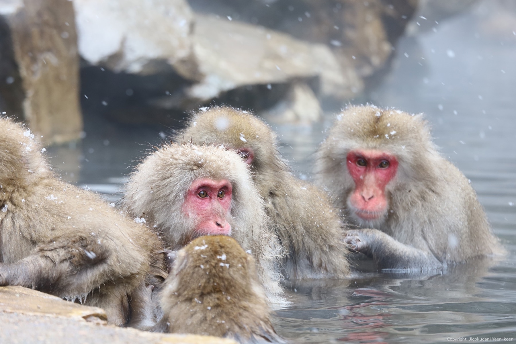 Jigokudani Snow Monkey Park in Nagano